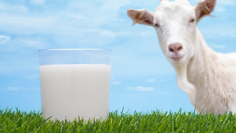 Alergia leche de cabra